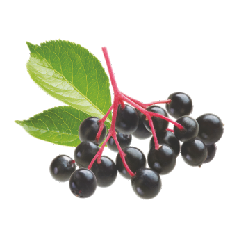 Black Elderberry