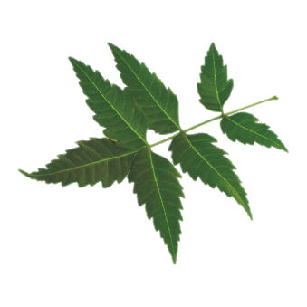 Neem