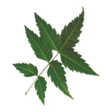 Neem