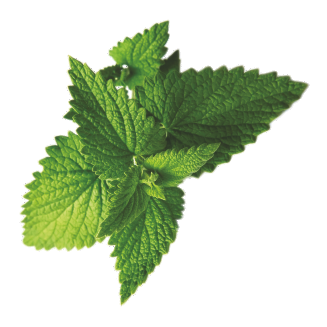 Peppermint