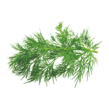 Aniseed