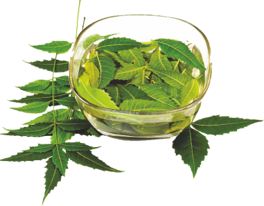 Neem