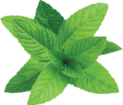 Menthol