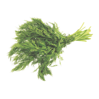 Fennel