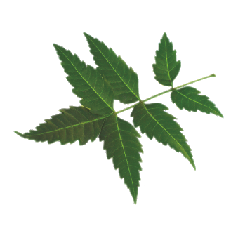 Neem
