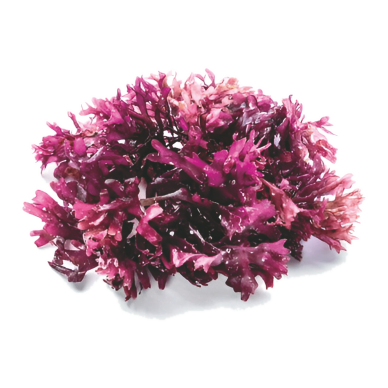 Sea Moss