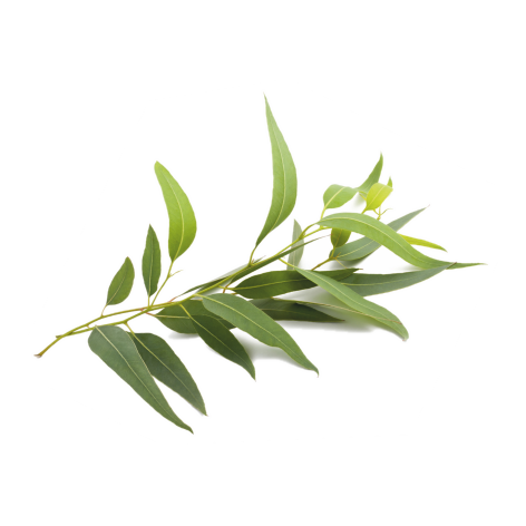 Eucalyptus